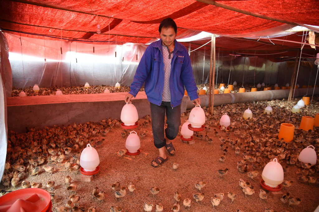 赤水市凯旋村村民在喂养鸡苗（2015年11月12日摄）。 新华社记者刘续摄