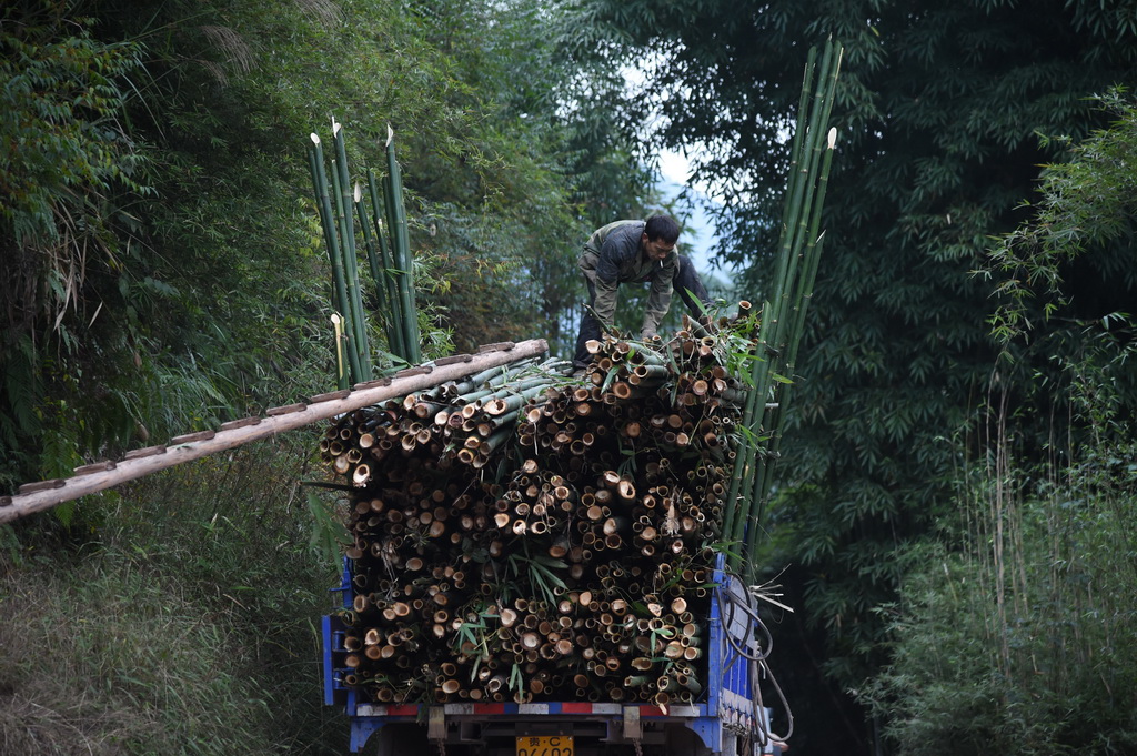 村民在运送竹子（2015年11月13日摄）。新华社记者刘续摄