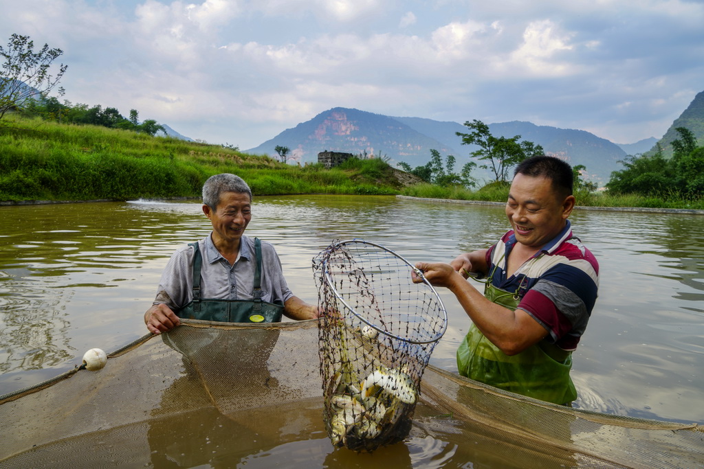 冷水鱼养殖户在鱼塘里捞鱼（2017年9月摄）。 新华社发