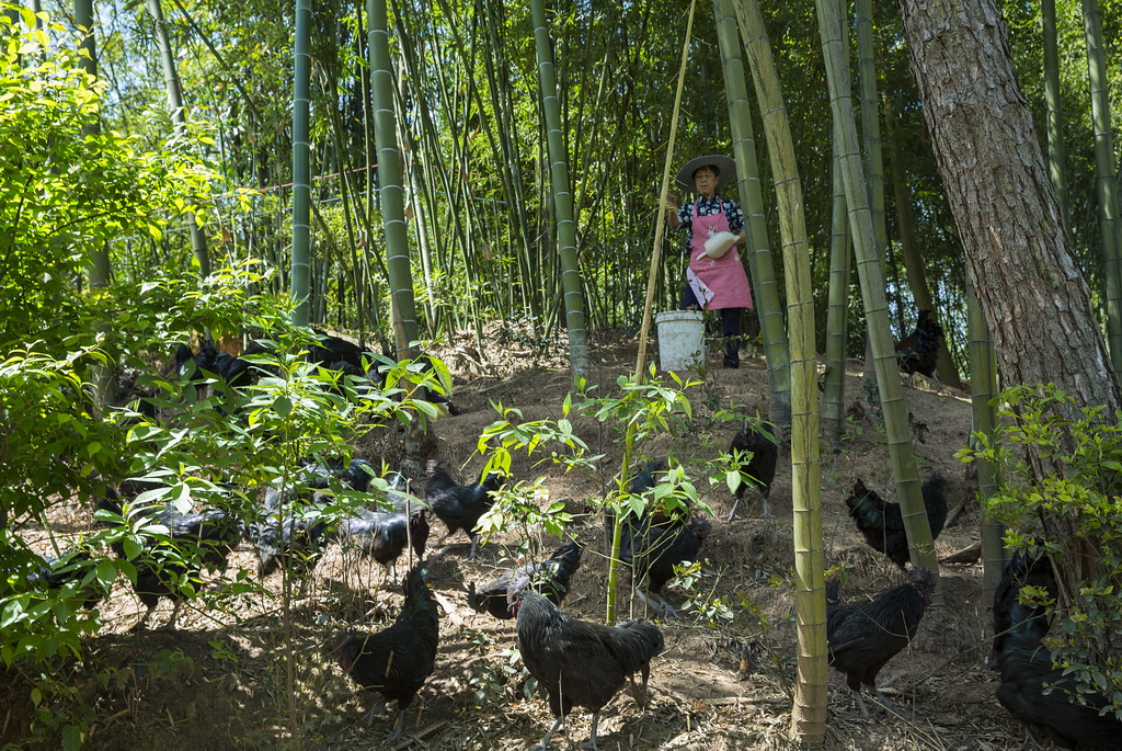 村民在喂食竹林乌骨鸡（2017年4月摄）。  新华社发