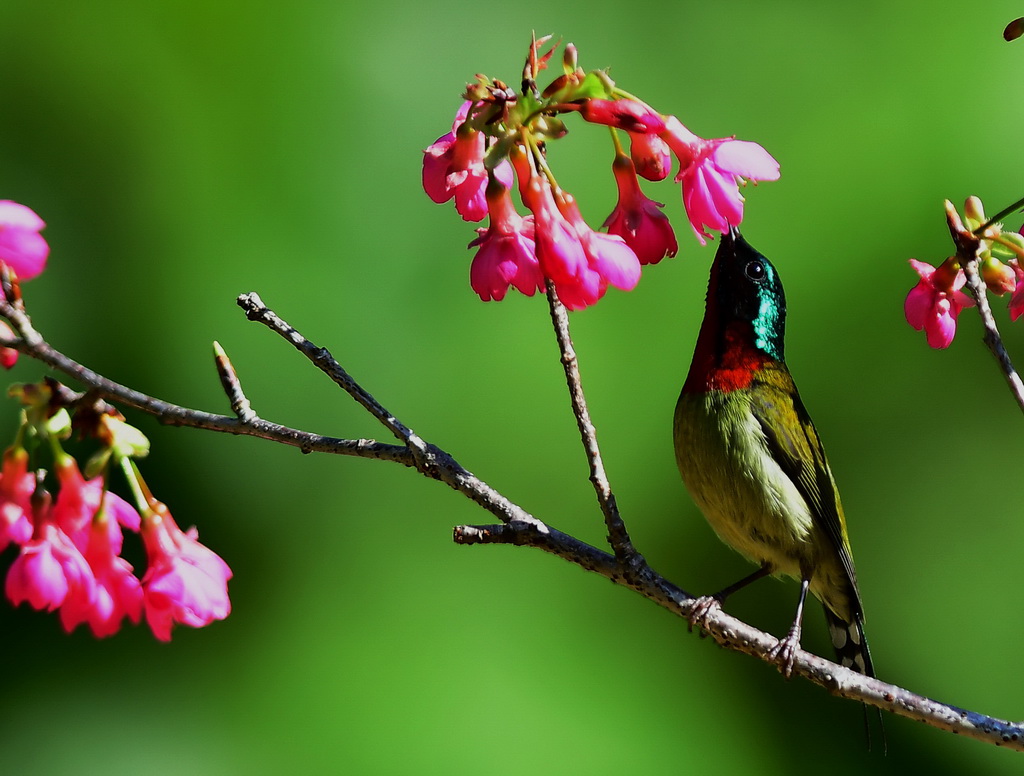 1月12日，在福州国家森林公园，一只叉尾太阳鸟在樱花树枝上采蜜。 新华社记者梅永存摄