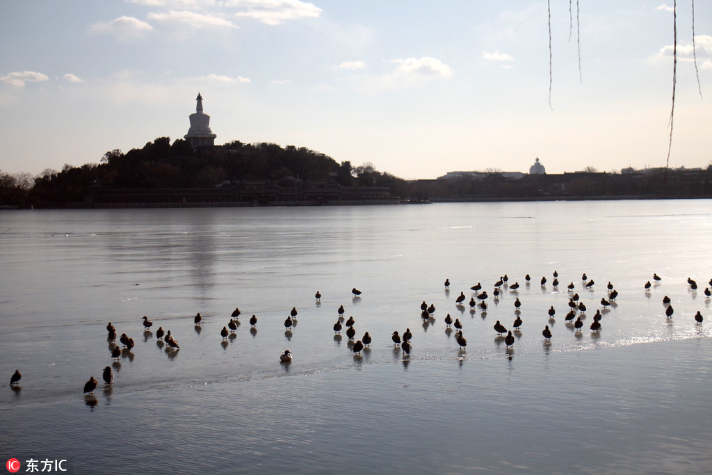 北京北海公園湖面冰層融化 野鴨候鳥匯聚送春意