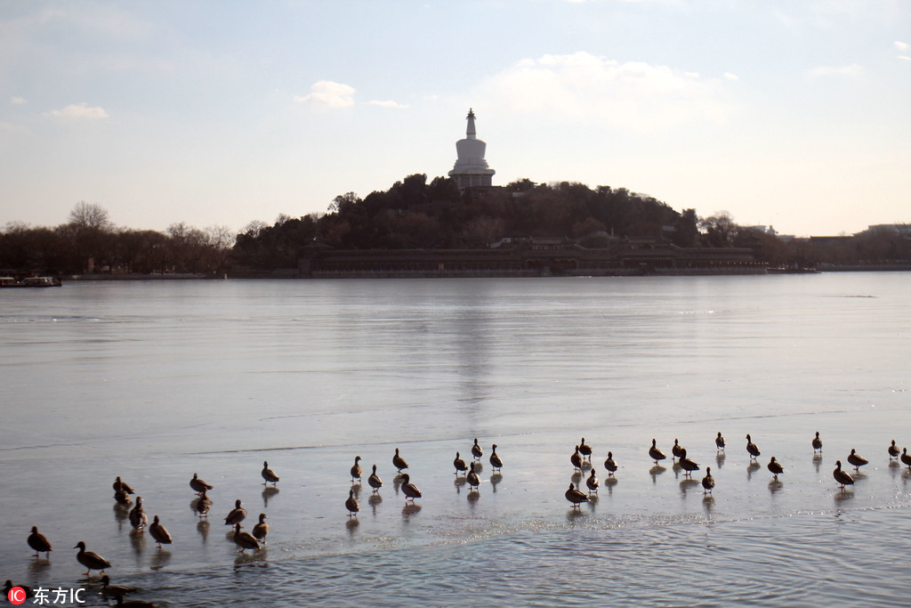 北京北海公園湖面冰層融化 野鴨候鳥匯聚送春意【2】