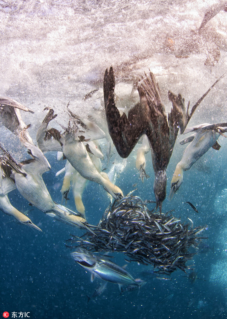 南非沙丁魚群遭鯊魚及塘鵝雙雙夾擊【2】