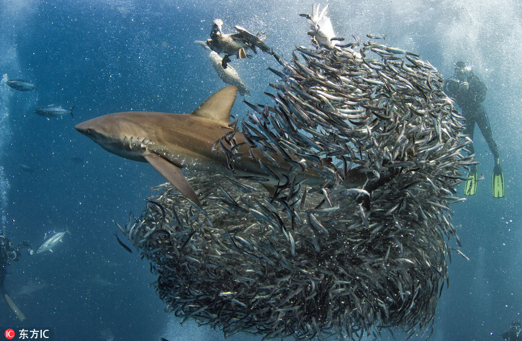 南非沙丁魚群遭鯊魚及塘鵝雙雙夾擊