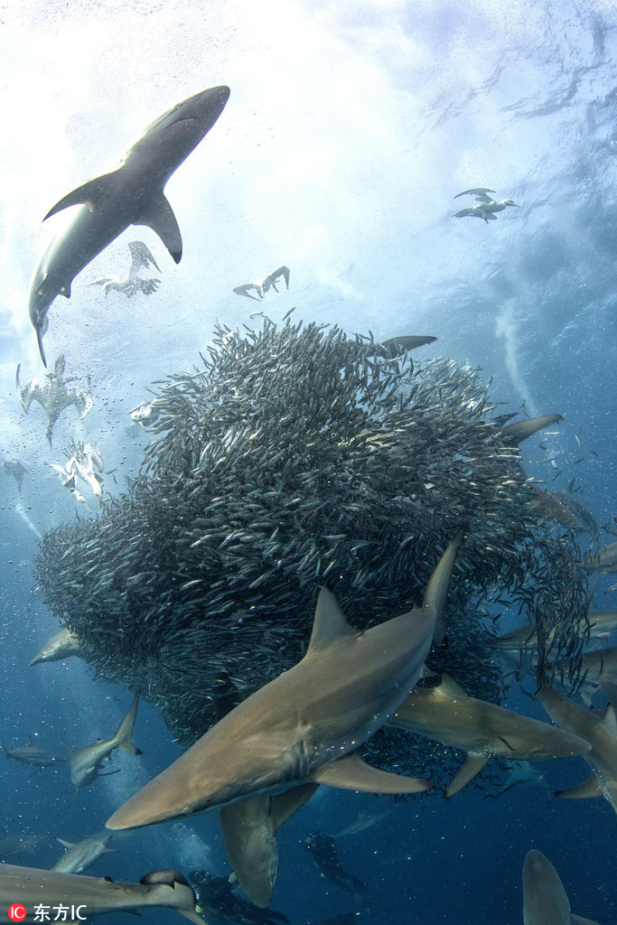 南非沙丁魚群遭鯊魚及塘鵝雙雙夾擊【3】
