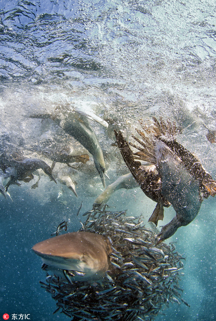 南非沙丁魚群遭鯊魚及塘鵝雙雙夾擊【6】