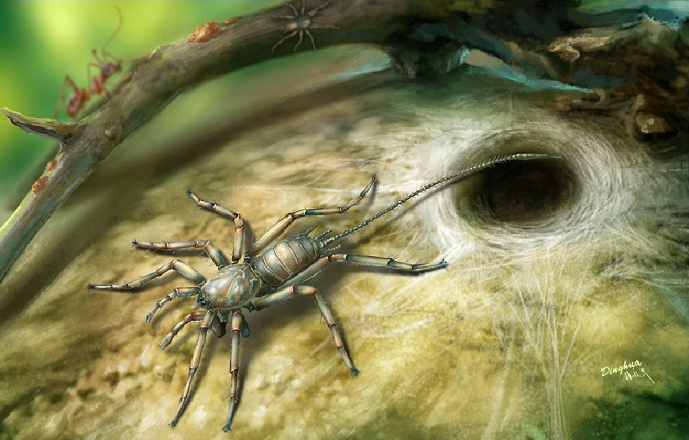 中国科学家研究发现1亿年前远古蜘蛛长有尾巴