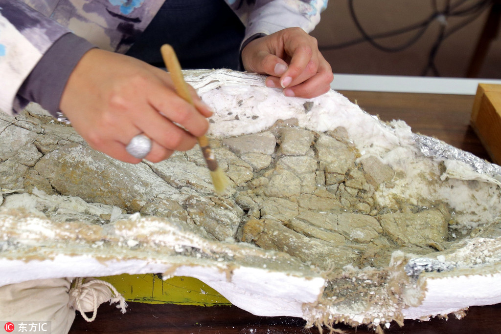 埃及出土8千万年前恐龙化石