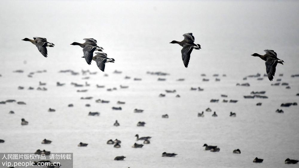 2月10日，大批候鳥在安徽銅陵市郊區與樅陽縣交界處的陳瑤湖棲息、飛翔。