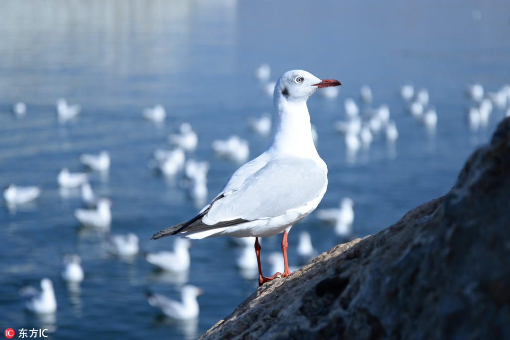 2月24日，來自西伯利亞的海鷗在大理洱海越冬。