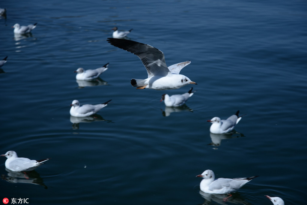 2月24日，來自西伯利亞的海鷗在大理洱海越冬。