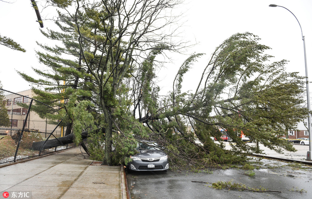 美国东北部再迎气旋炸弹 树木被连根拔起