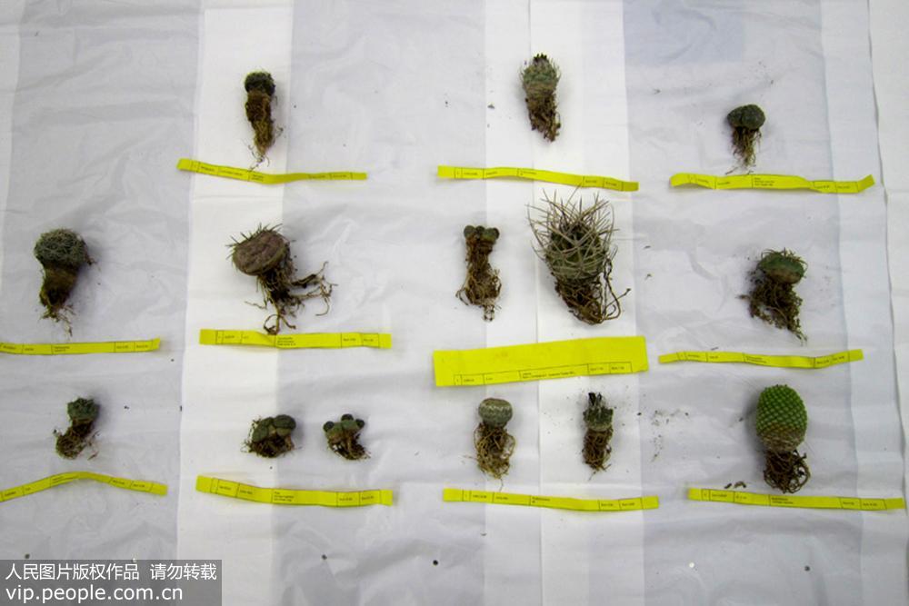 深圳海關查獲14種奇異植物 或帶有病菌【3】
