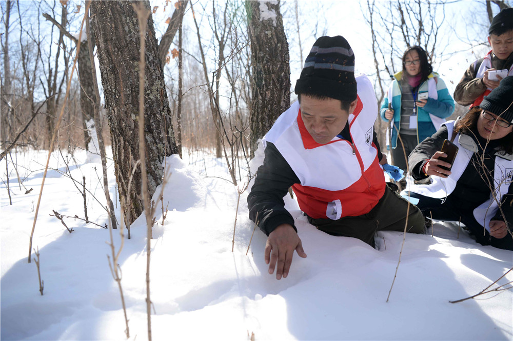 3月5日，绥阳林业局队的队员发现一处狍子脚印，对其进行仔细辨别。
