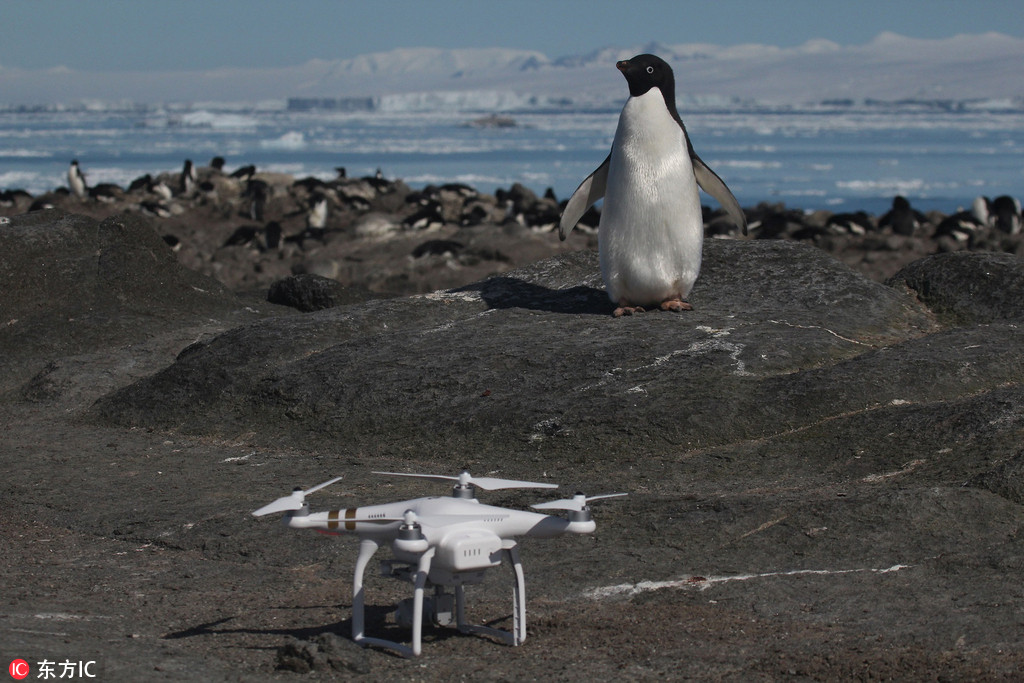 科学家在南极新发现巨大企鹅栖息地【8】