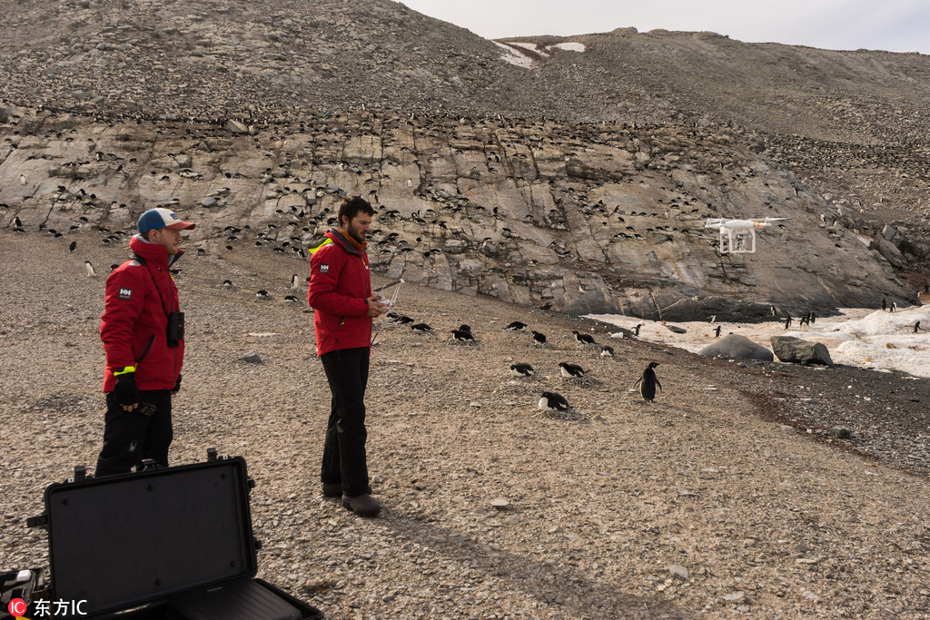 科学家在南极新发现巨大企鹅栖息地【2】