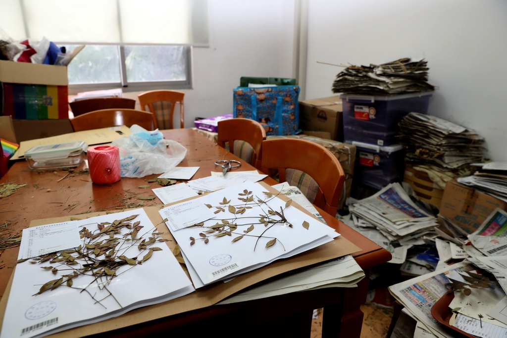 在复旦大学钟扬的工作间里，大量报纸中夹存着他和团队从各地采集的待整理植物标本（2018年1月24日摄）。 新华社记者  刘颖  摄