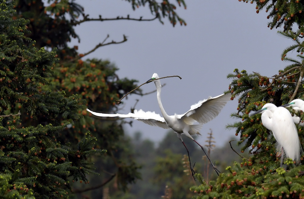 在南昌新建區象山森林公園拍攝的一隻口銜樹枝的白鷺（3月26日攝）。新華社記者 彭昭之 攝