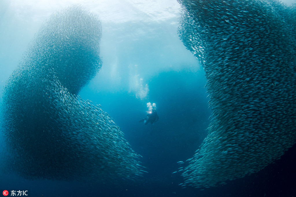 菲律賓潛水者深海遇沙丁魚大軍 巨大“魚眼”旋渦霸氣側漏