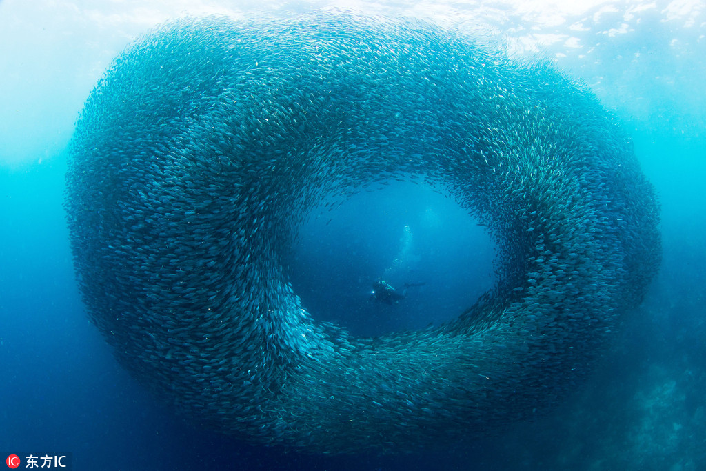 菲律賓潛水者深海遇沙丁魚大軍 巨大“魚眼”旋渦霸氣側漏【4】