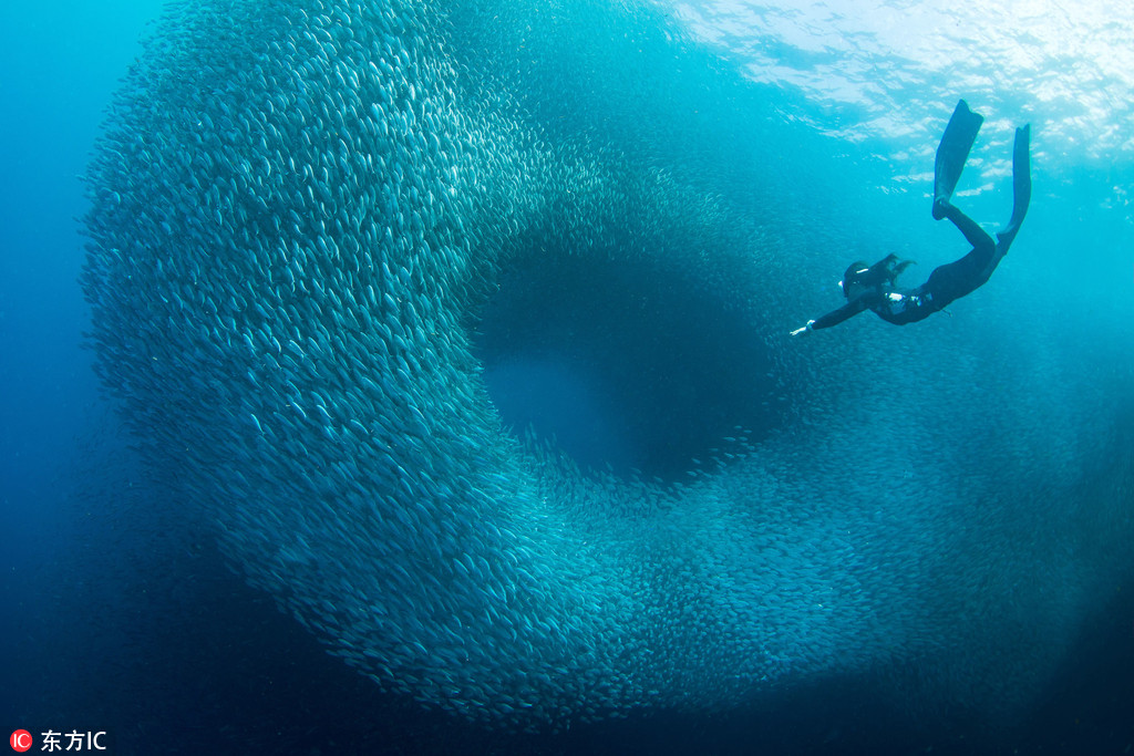 菲律賓潛水者深海遇沙丁魚大軍 巨大“魚眼”旋渦霸氣側漏【2】