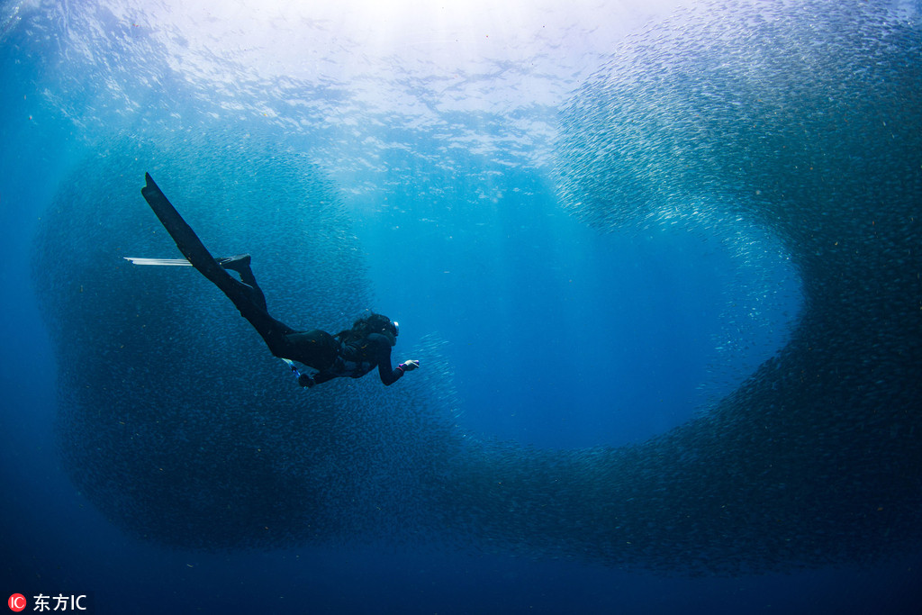 菲律賓潛水者深海遇沙丁魚大軍 巨大“魚眼”旋渦霸氣側漏【3】