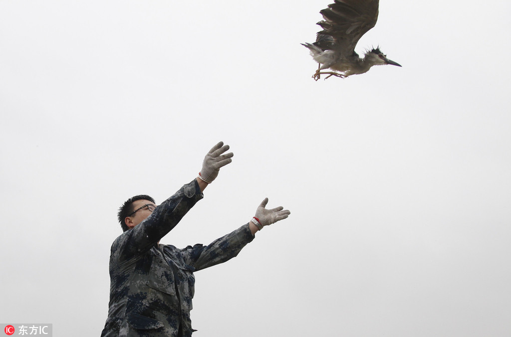 ֣������ʪ�����зŷ�120ֻҹ�ػع����Ȼ��2��