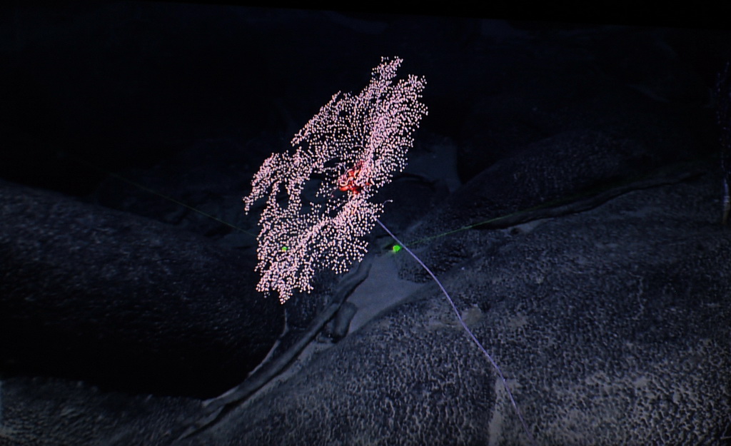 一株金柳珊瑚附著在麥哲倫海山的富鈷結殼上（4月12日攝）。 新華社記者 張建松 攝