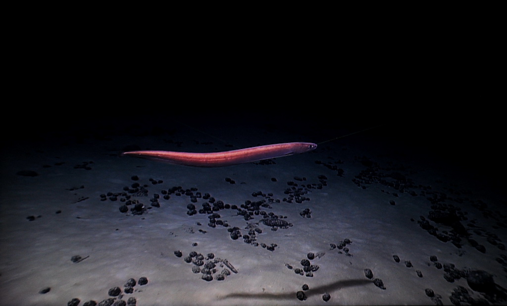 一條海鰻遊過麥哲倫海山的富鈷結殼上方（4月12日攝）。 新華社記者 張建松 攝