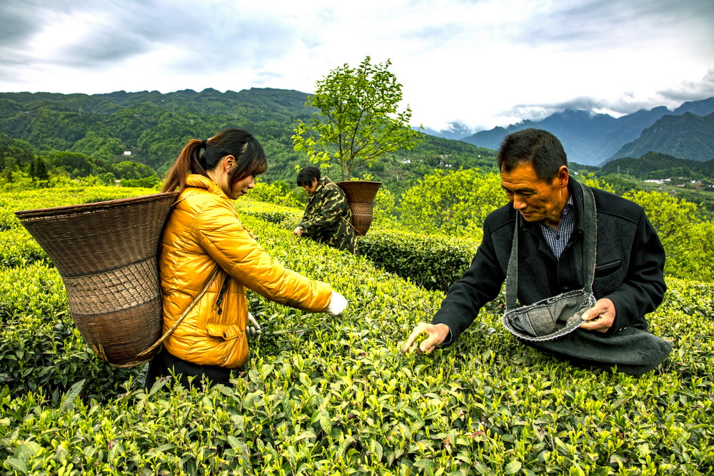 湖北五峰：土家茶鄉採春茶【3】