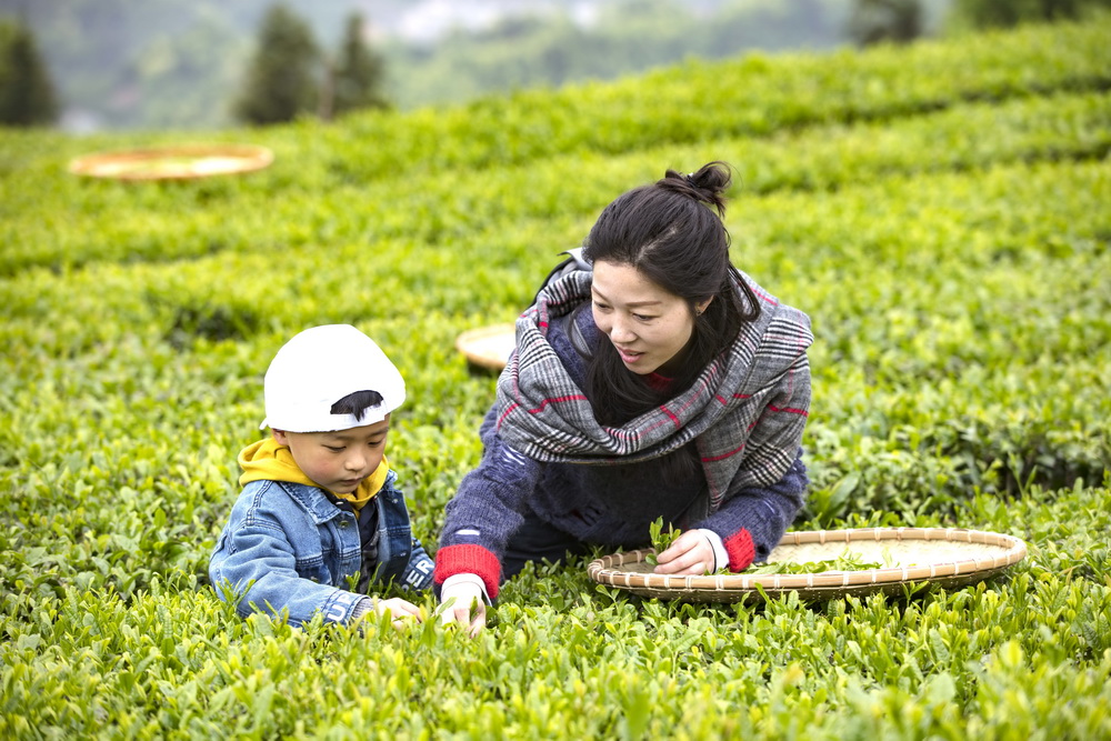湖北五峰：土家茶鄉採春茶