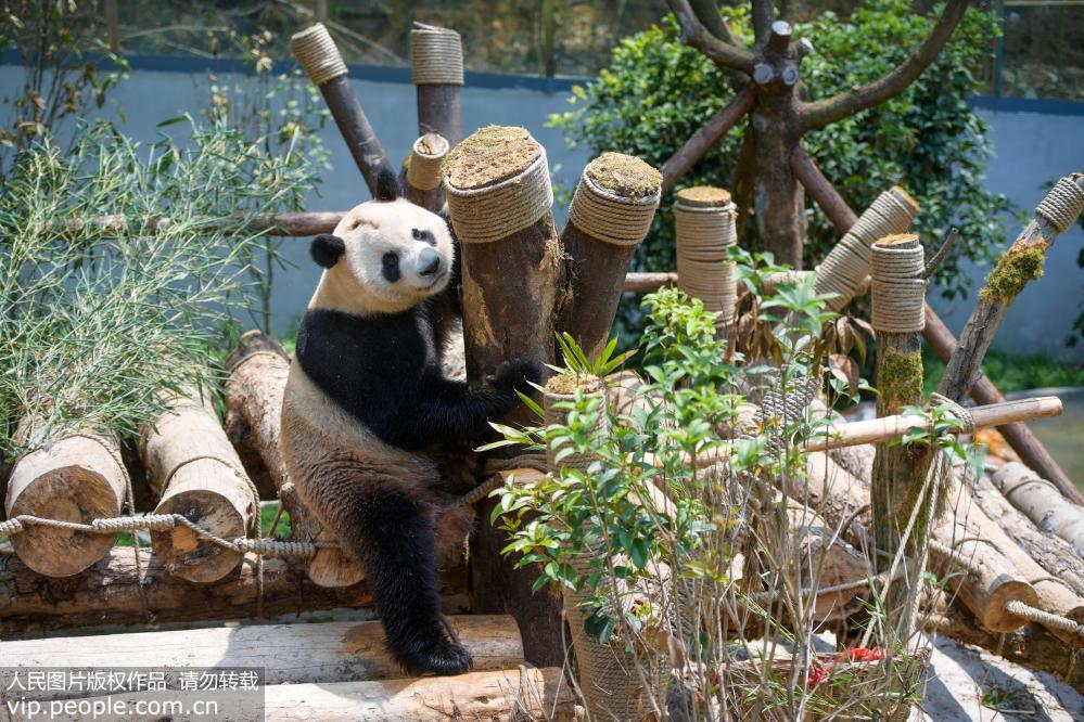 4月22日，大熊貓“星寶”在大熊貓館內嬉戲。 