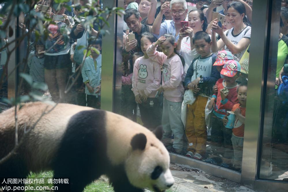4月22日，游客在大熊貓館內觀看大熊貓“星寶”。