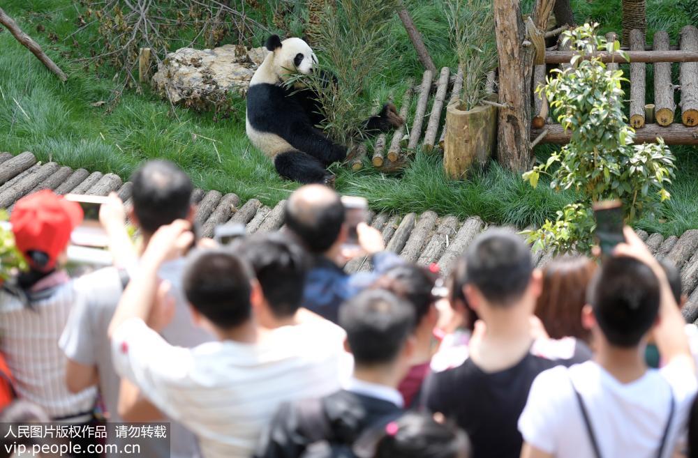 4月22日，游客在大熊貓館內觀看大熊貓“海浜”。