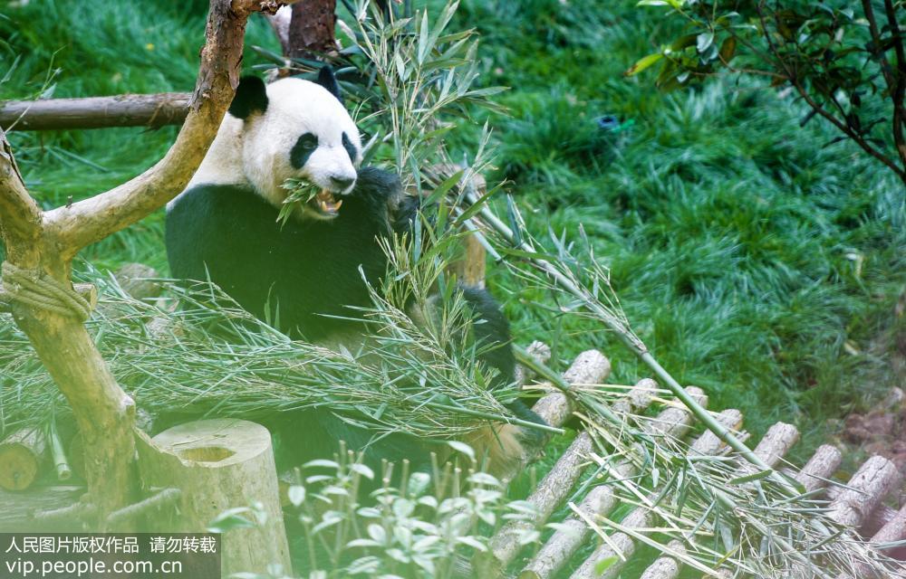 4月22日，大熊貓“海浜”在大熊貓館內進食。 
