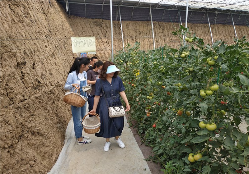 五一假期西紅柿採摘引游客 農民盼來致富果