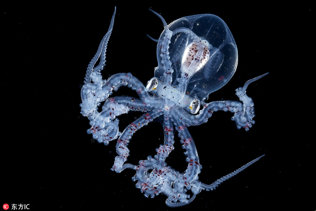 攝影師深海探秘 驚艷海洋生物美得不可思議【6】