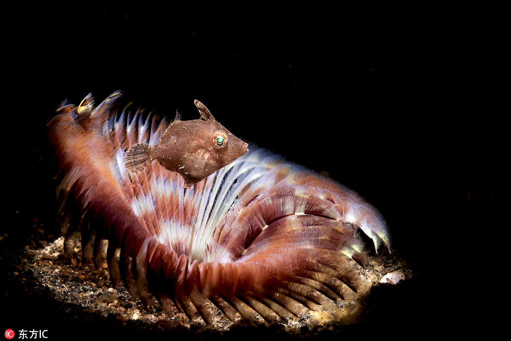 攝影師深海探秘 驚艷海洋生物美得不可思議【7】
