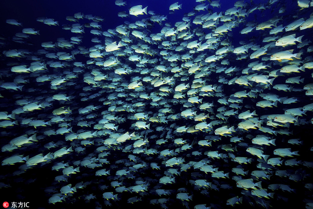 攝影師深海探秘 驚艷海洋生物美得不可思議【11】