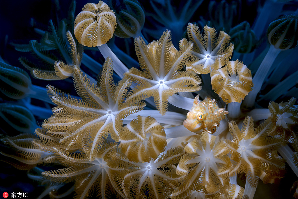 攝影師深海探秘 驚艷海洋生物美得不可思議【5】