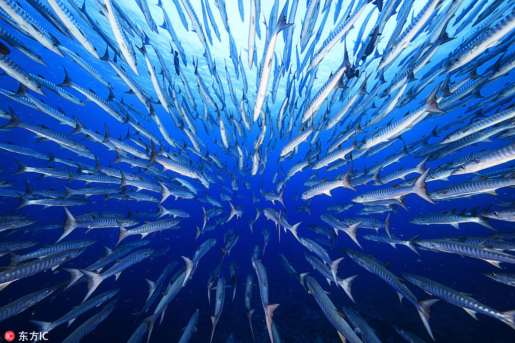 攝影師深海探秘 驚艷海洋生物美得不可思議【4】