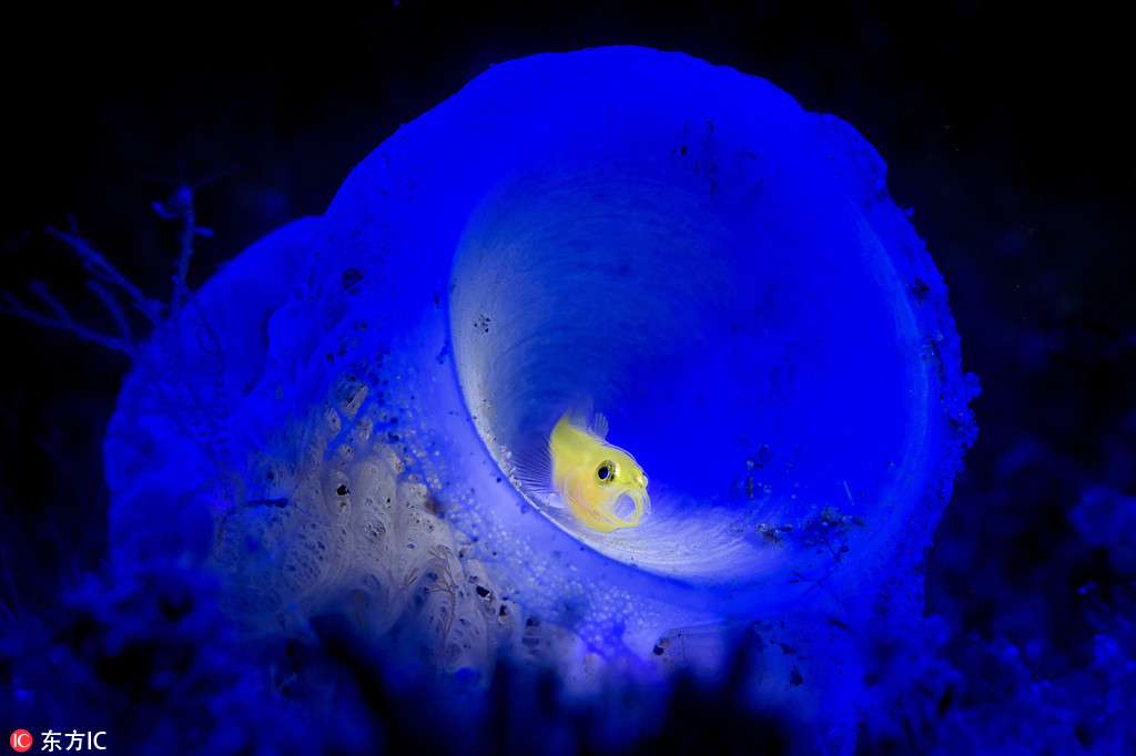 攝影師深海探秘 驚艷海洋生物美得不可思議【9】