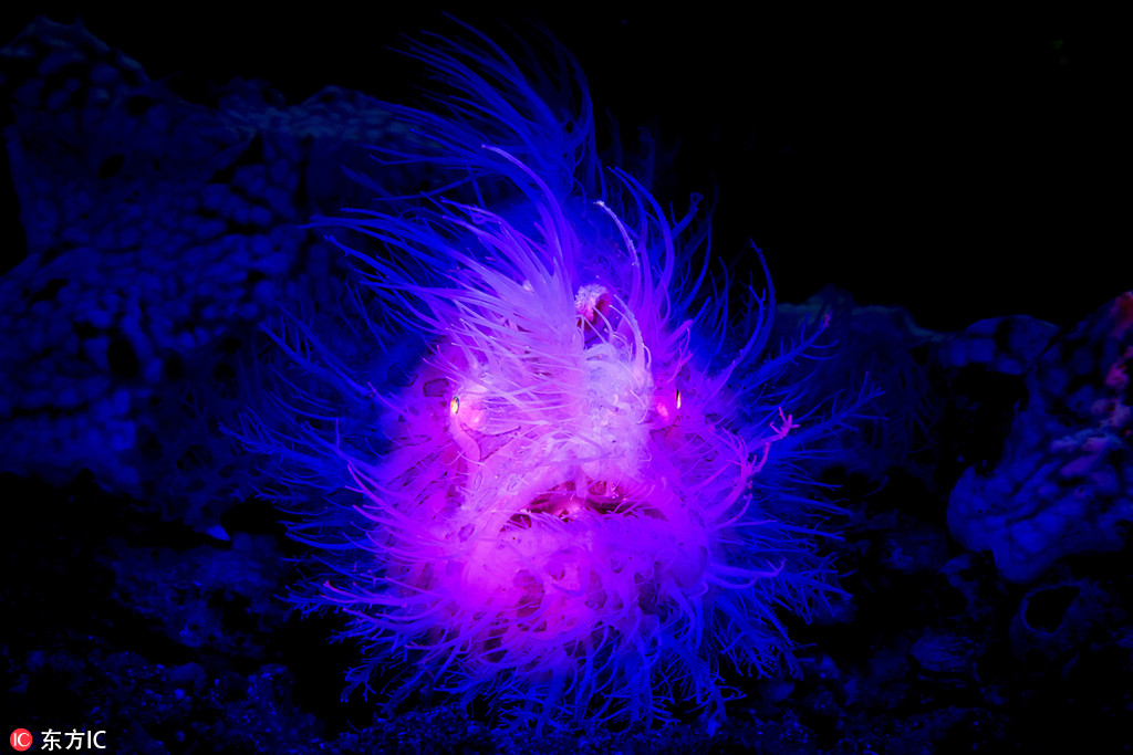 攝影師深海探秘 驚艷海洋生物美得不可思議【12】