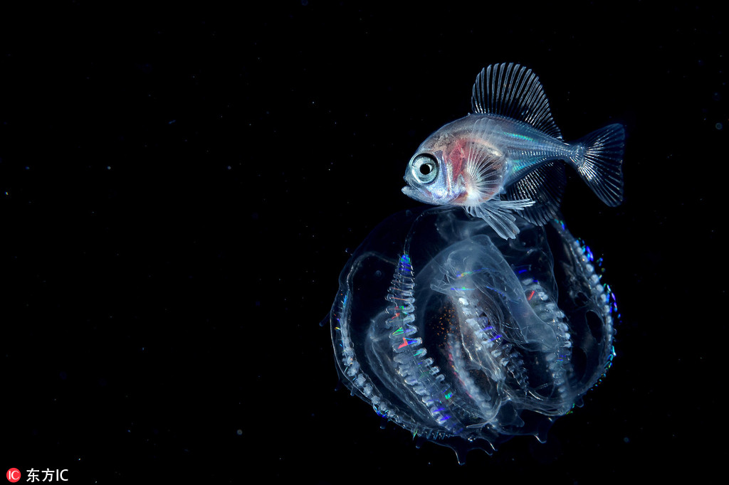 攝影師深海探秘 驚艷海洋生物美得不可思議【2】