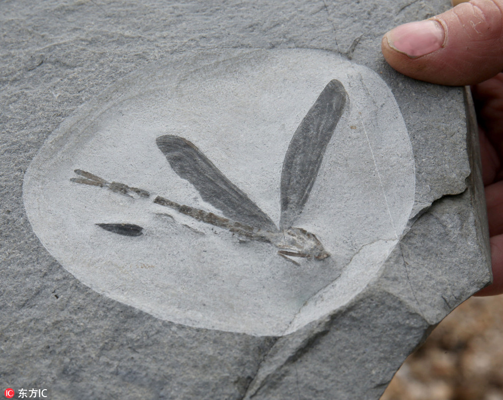 英男子發現2億年前蜻蜓化石 以其姓名命名【3】