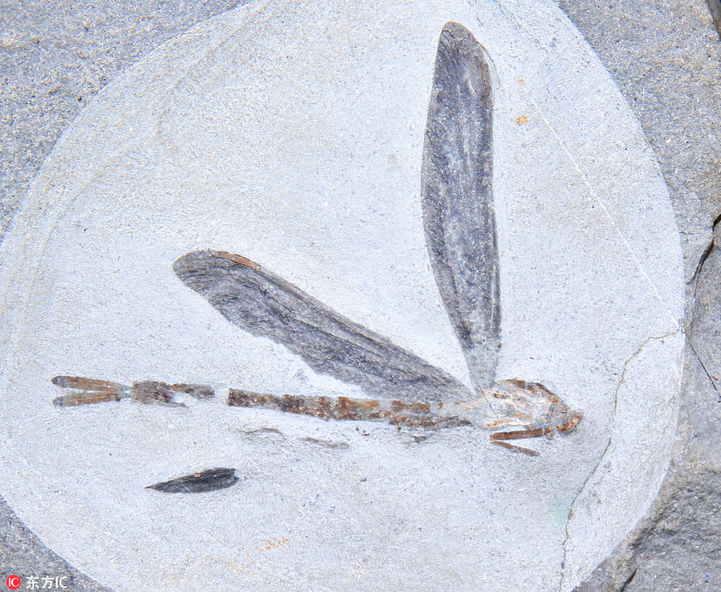 英男子發現2億年前蜻蜓化石 以其姓名命名【4】