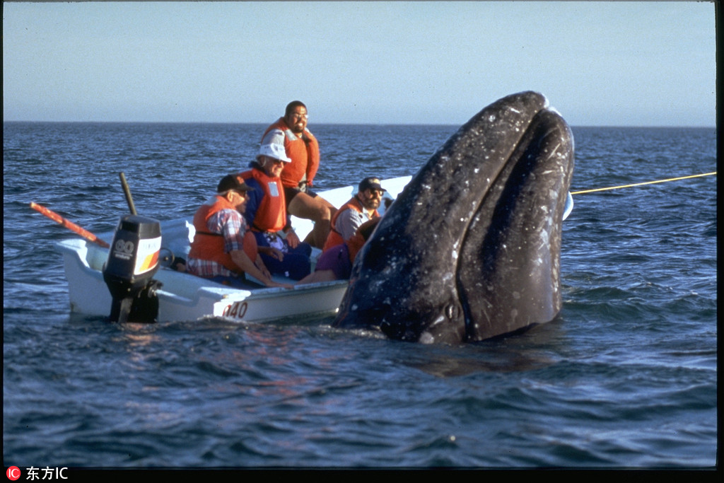 墨西哥加州灰鯨乖巧溫順 與游人親密互動畫面和諧 