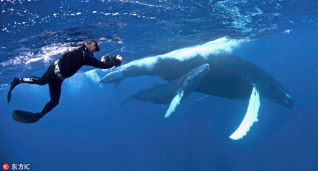 墨西哥加州灰鯨乖巧溫順 與游人親密互動畫面和諧 【2】