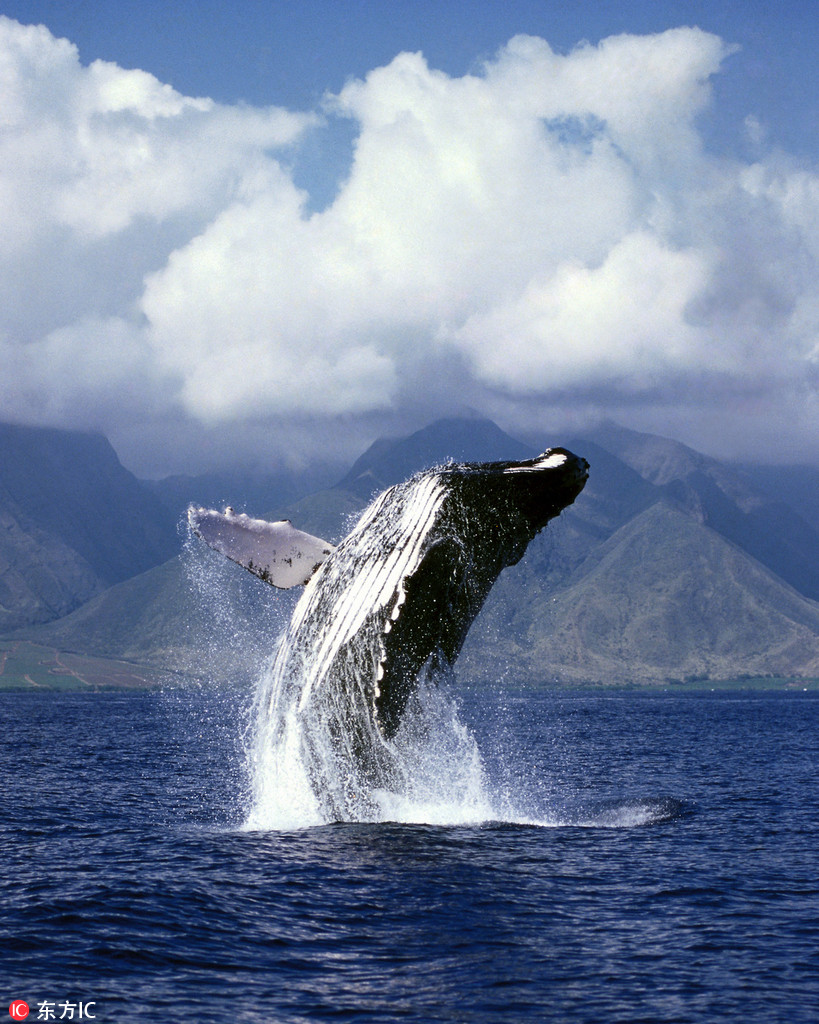 墨西哥加州灰鯨乖巧溫順 與游人親密互動畫面和諧 【4】